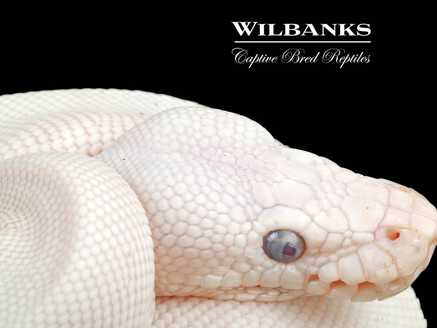 Blue Eyed Leucistic (Mojave Butter) Ball Python ♀ '24