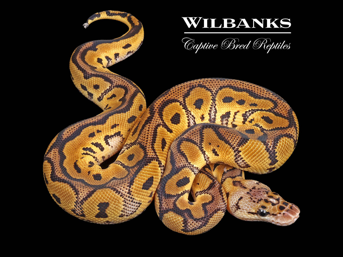 Pastel Clown Ball Python ♂ '24