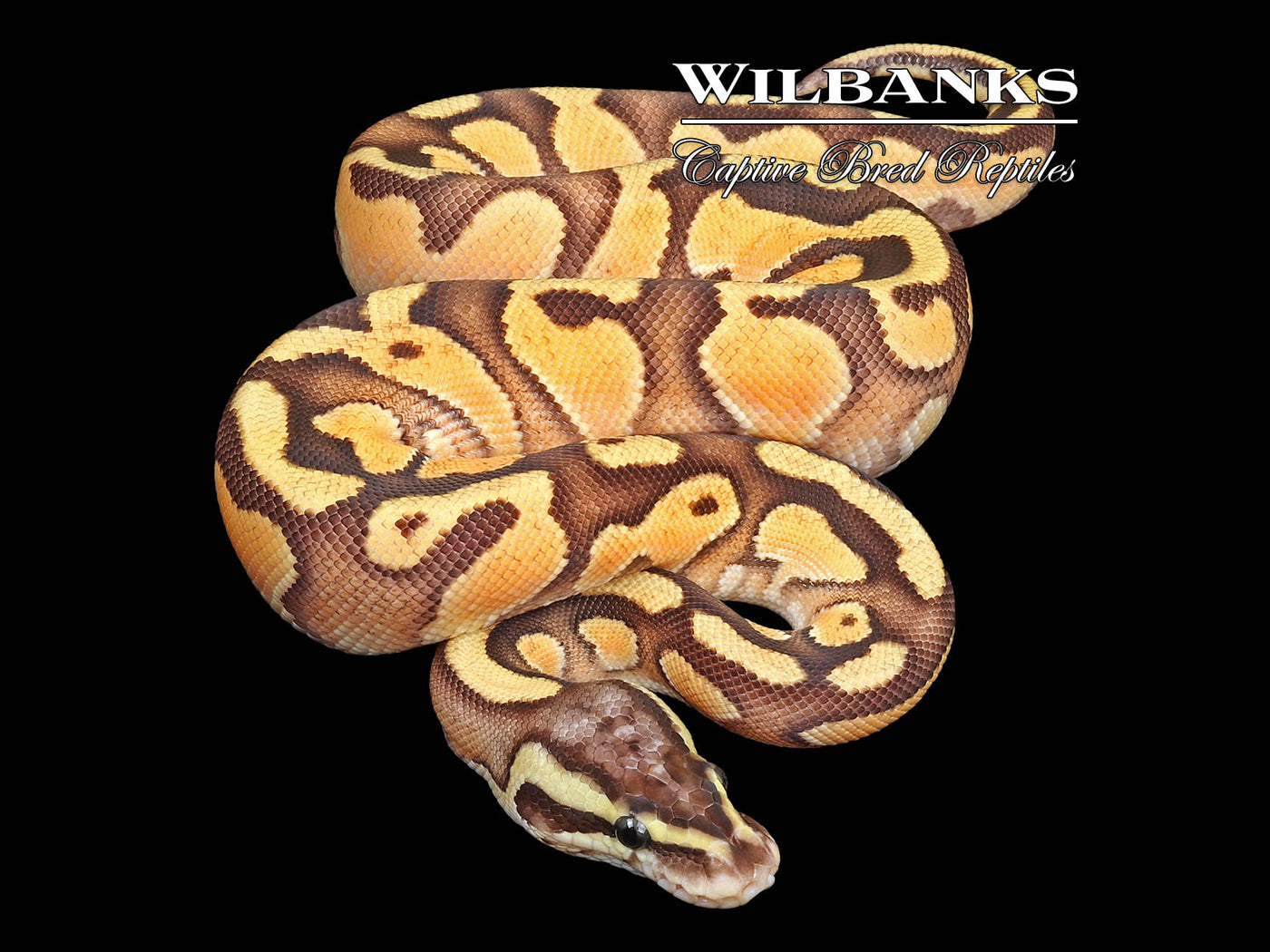 Black Pastel FireFly Enchi Ball Python ♀'24