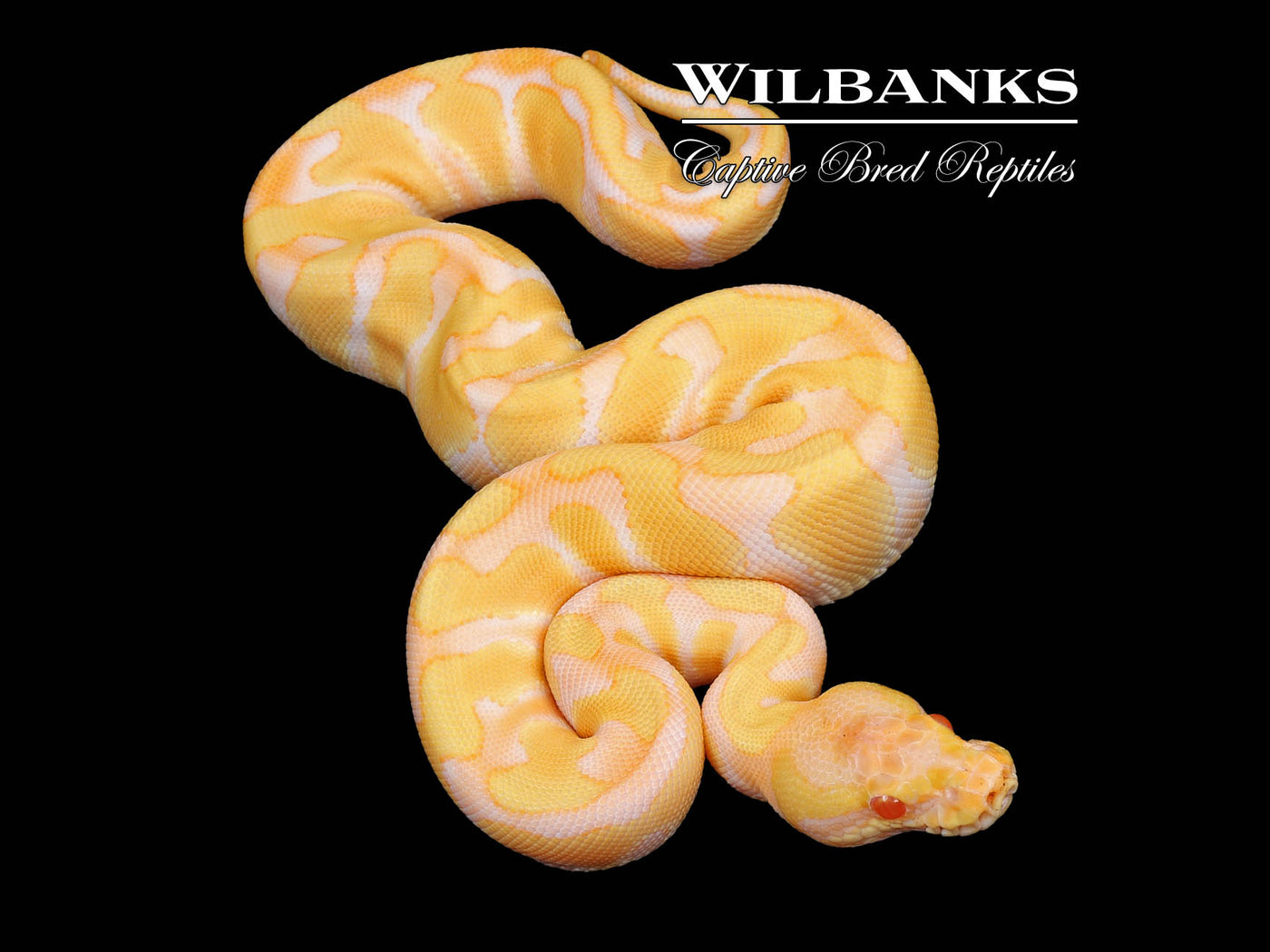 Albino Enchi Ball Python ♀ '24