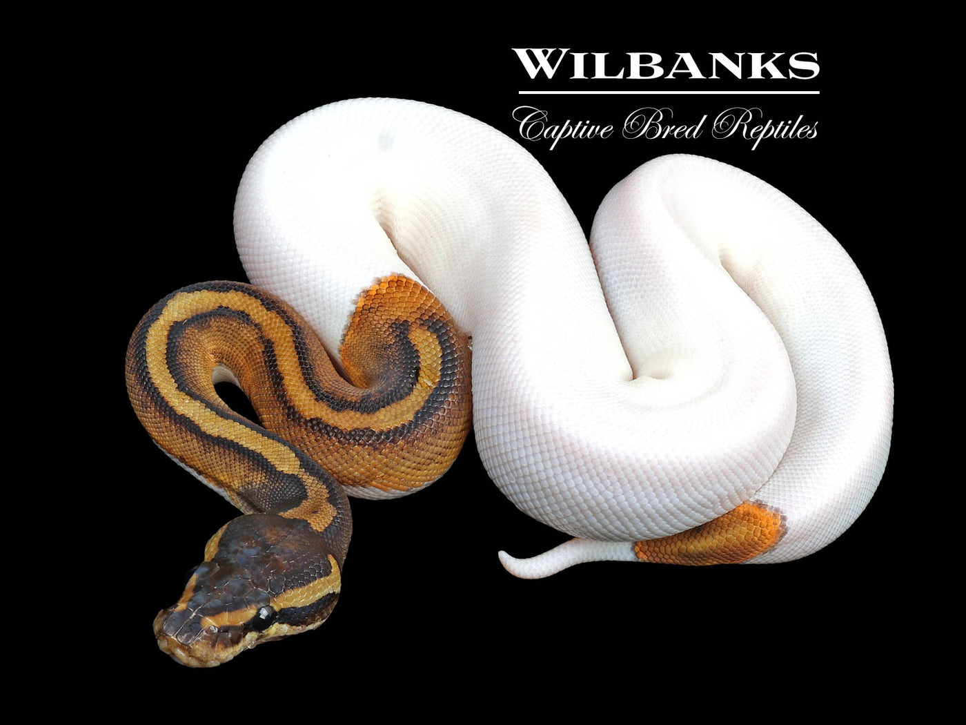 Pied Ball Python ♀ '24