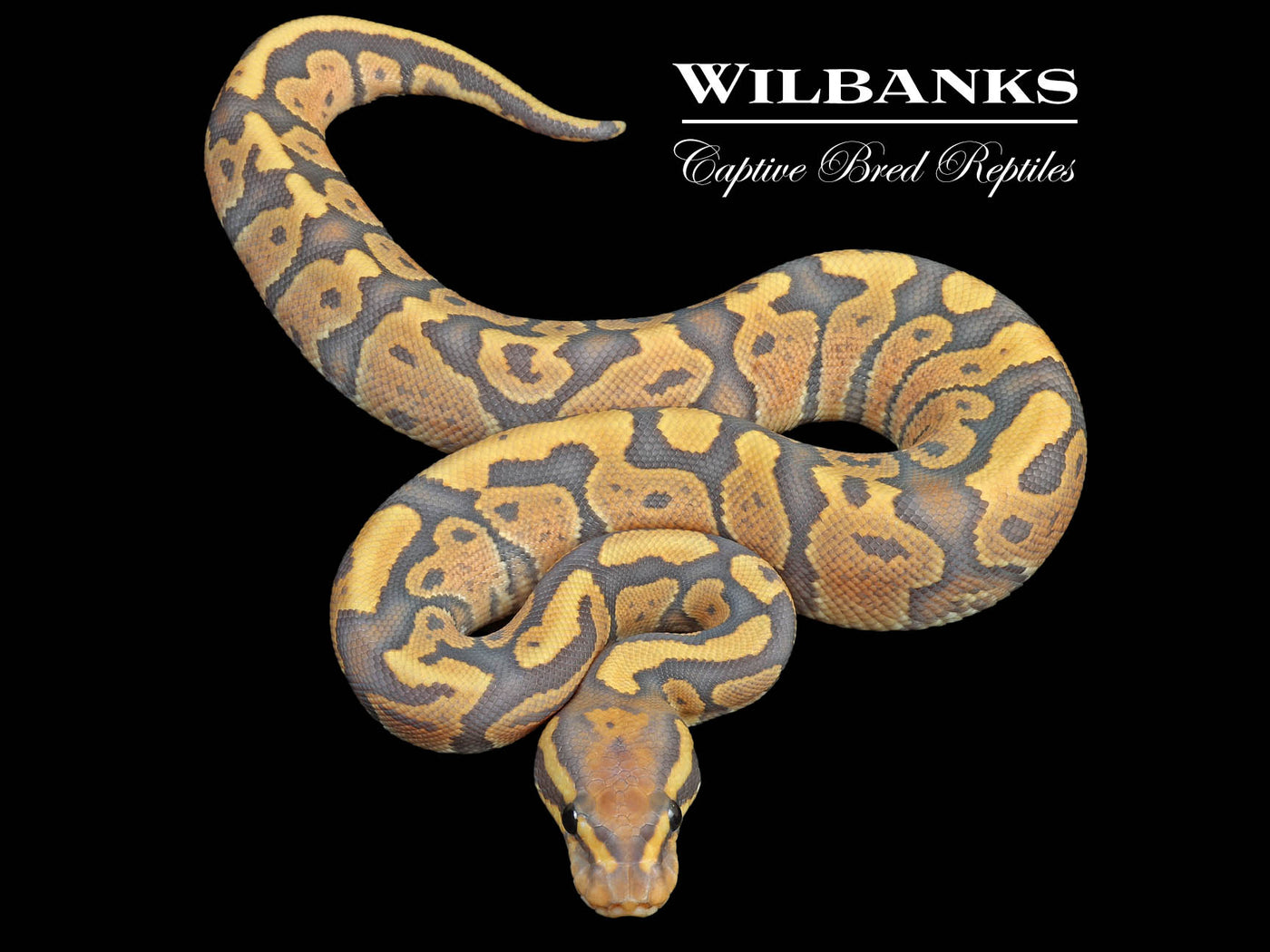 Fire Hypo Ball Python ♂ '24