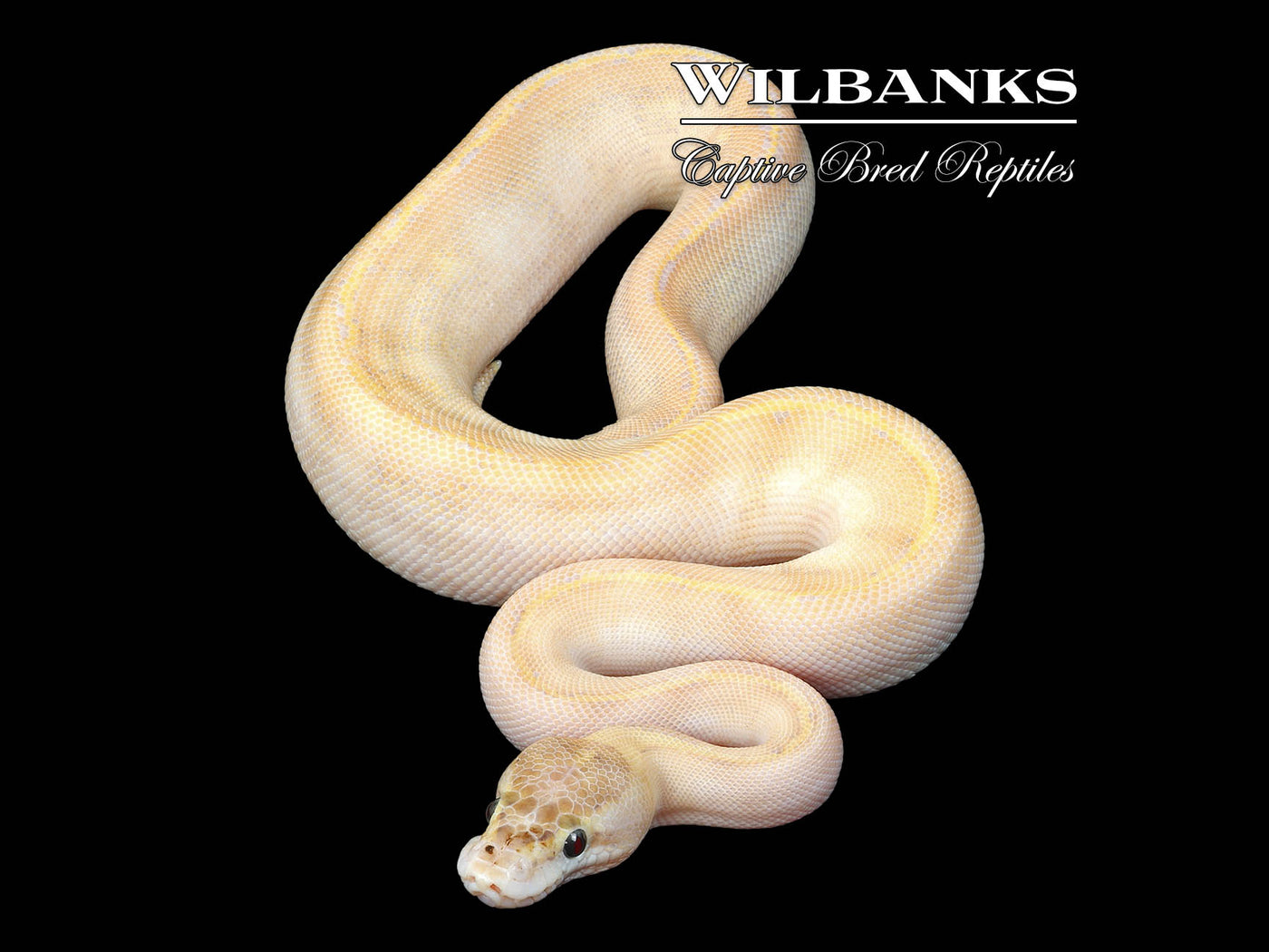 Ivory Ball Python ♂ '24