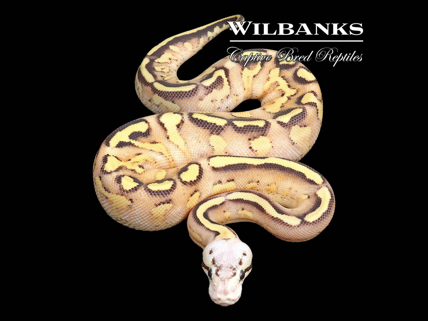 Pastel Gravel Spark Ball Python ♀ '24