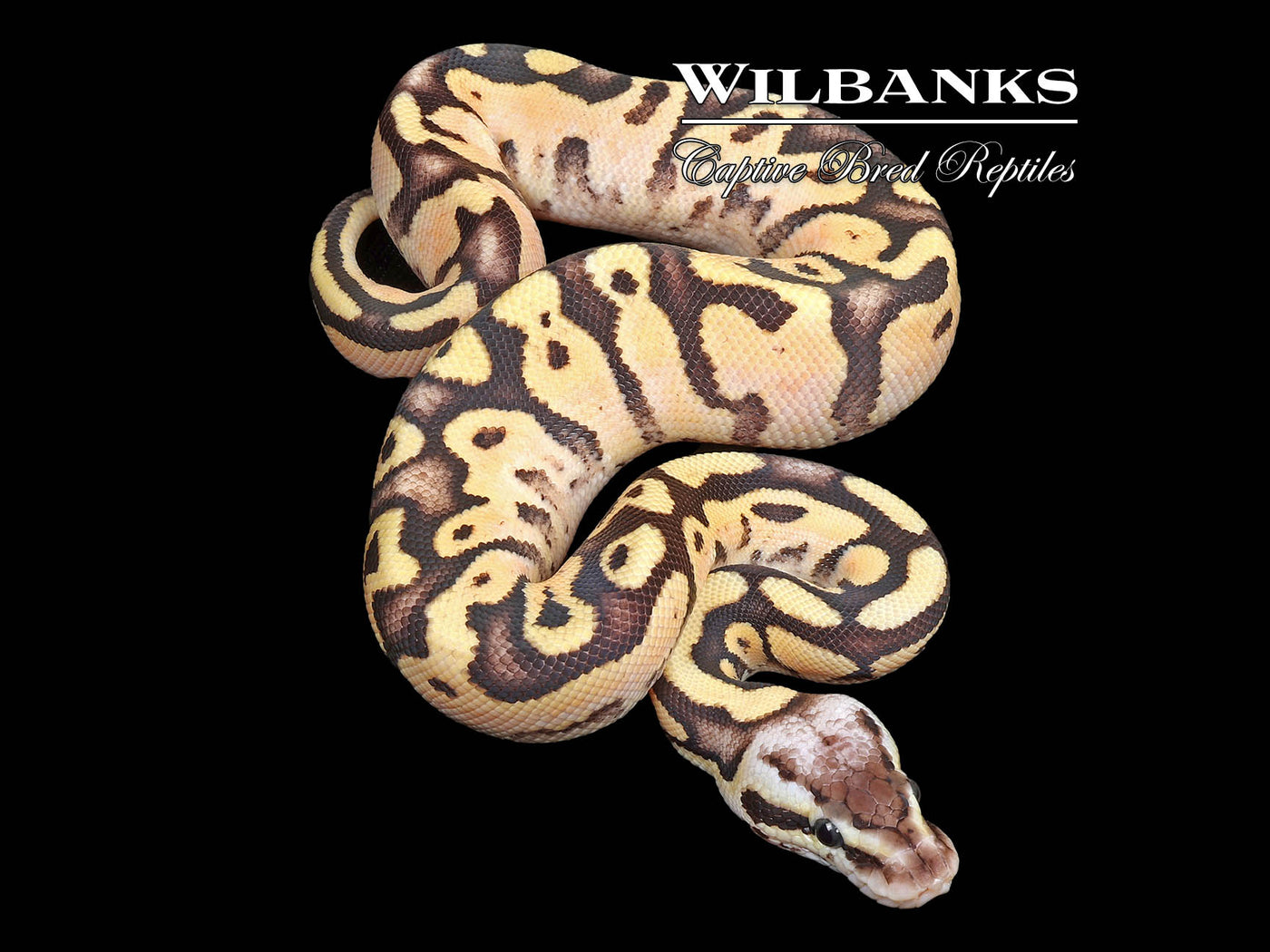 FireFly Sugar Ball Python ♂ '24