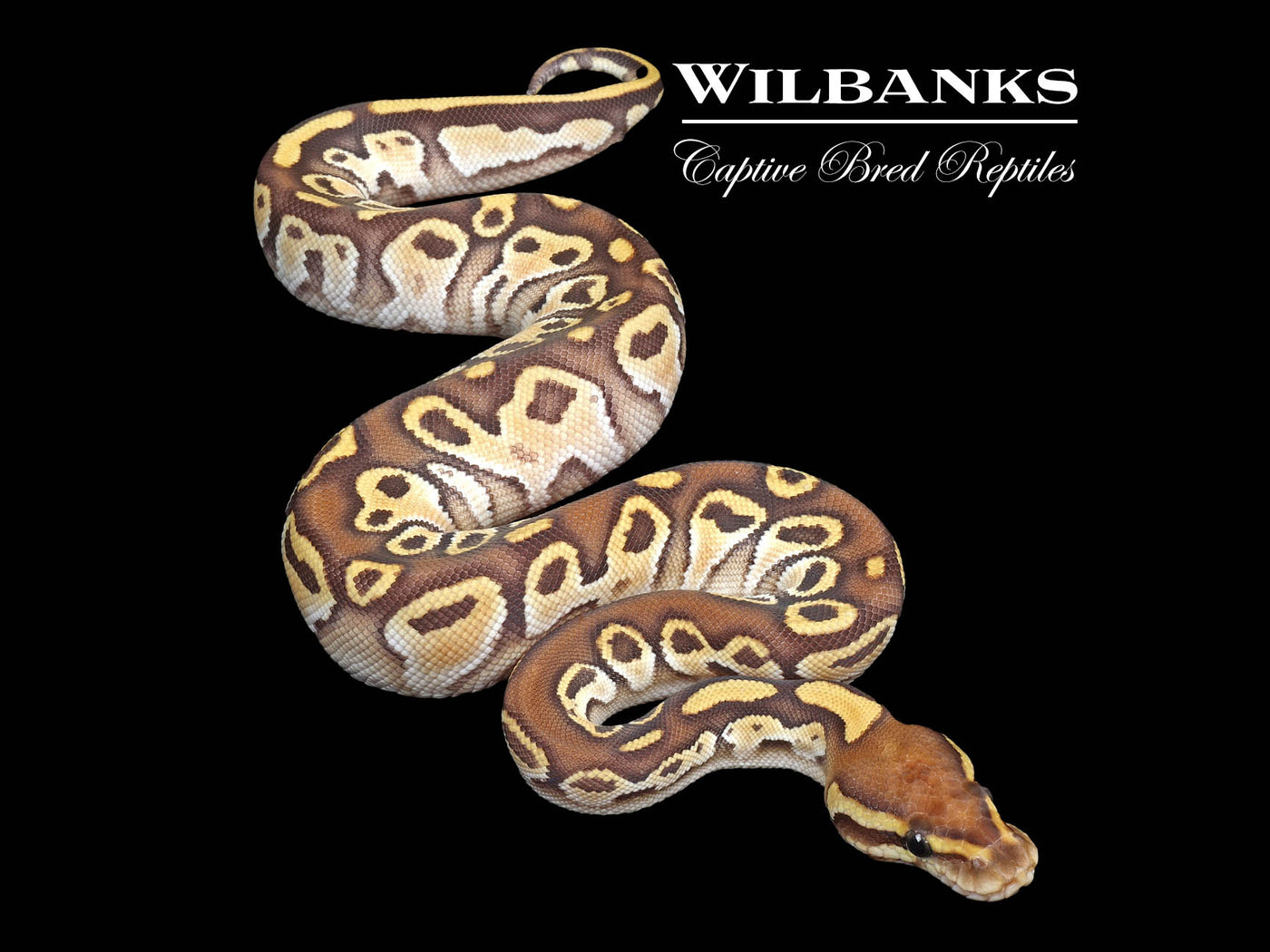 Sable Orange Dream Butter Ball Python ♀ '24