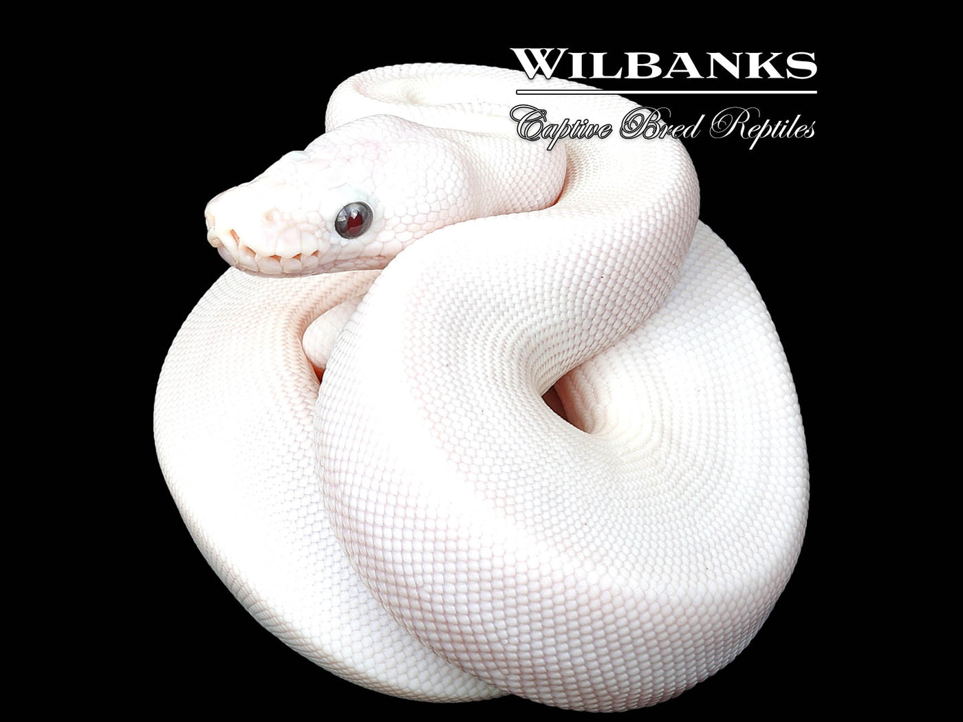 Banana Blue Eyed Leucistic (Butter Mojave) Ball Python ♂ '24