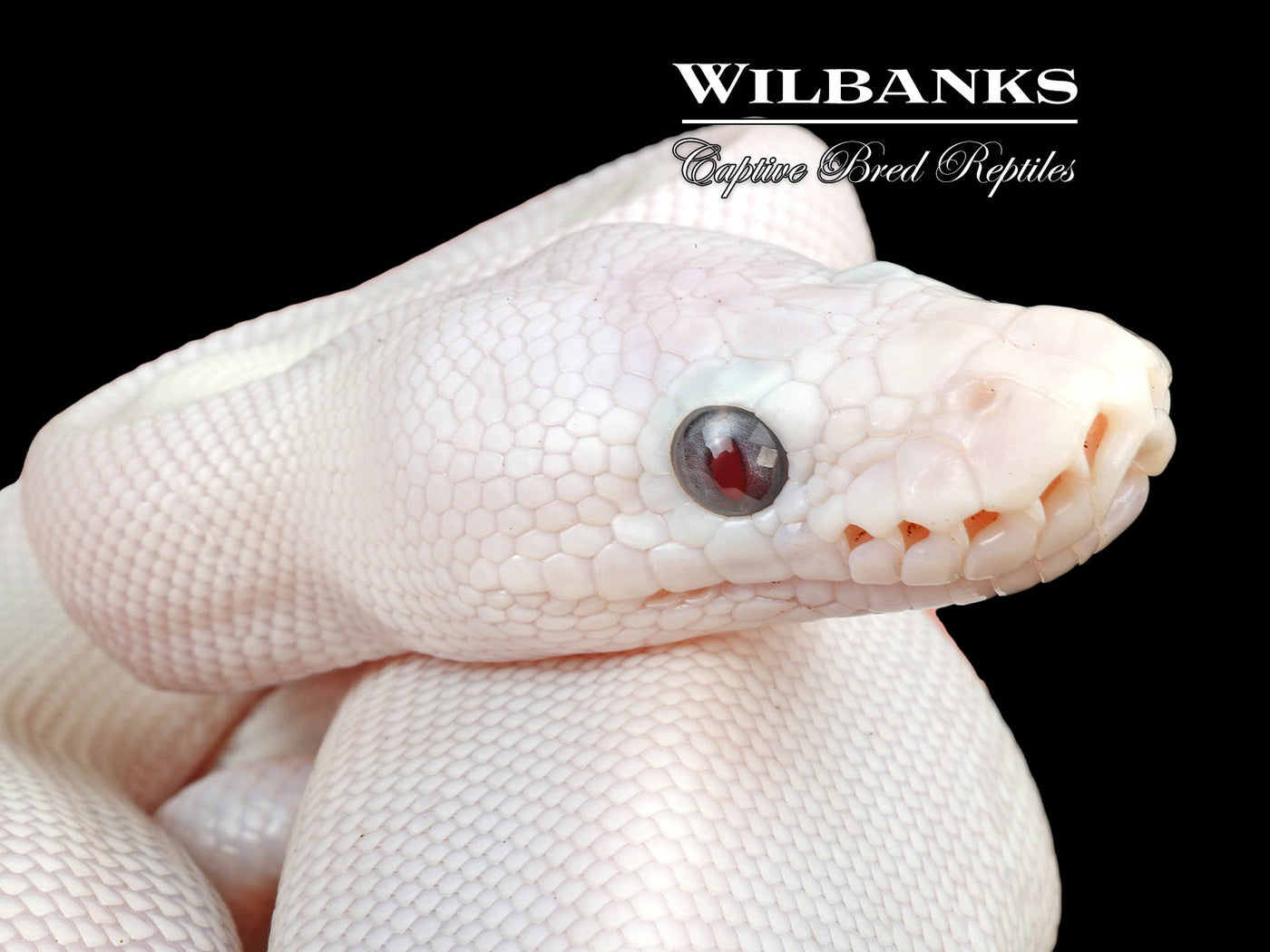 Banana Blue Eyed Leucistic (Butter Mojave) Ball Python ♂ '24