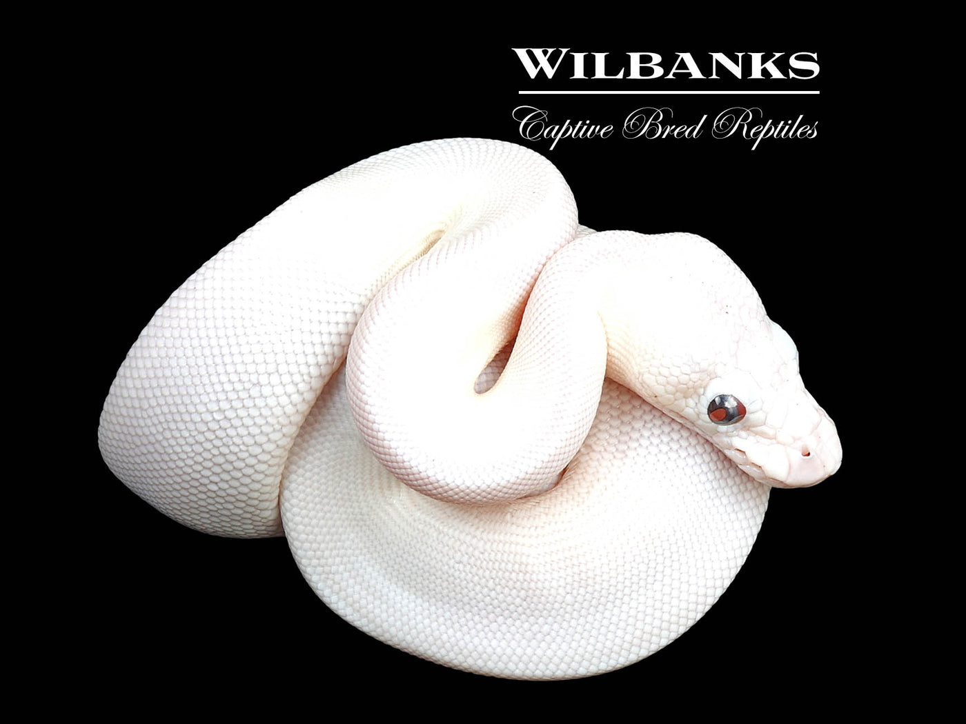 Blue Eyed Leucistic (Mojave Butter) Ball Python ♀ '24