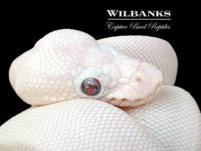 Blue Eyed Leucistic (Mojave Butter) Ball Python ♀ '24