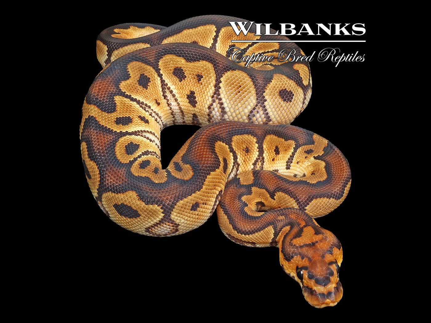 Clown Het. Sunset Ball Python ♂ '24