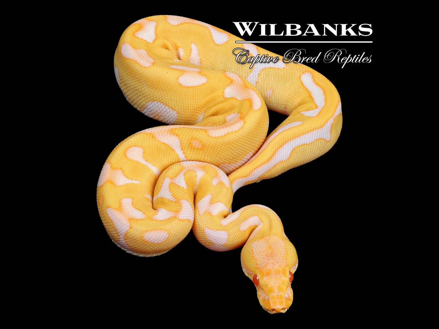 Albino Leopard Enchi Ball Python ♀ '24