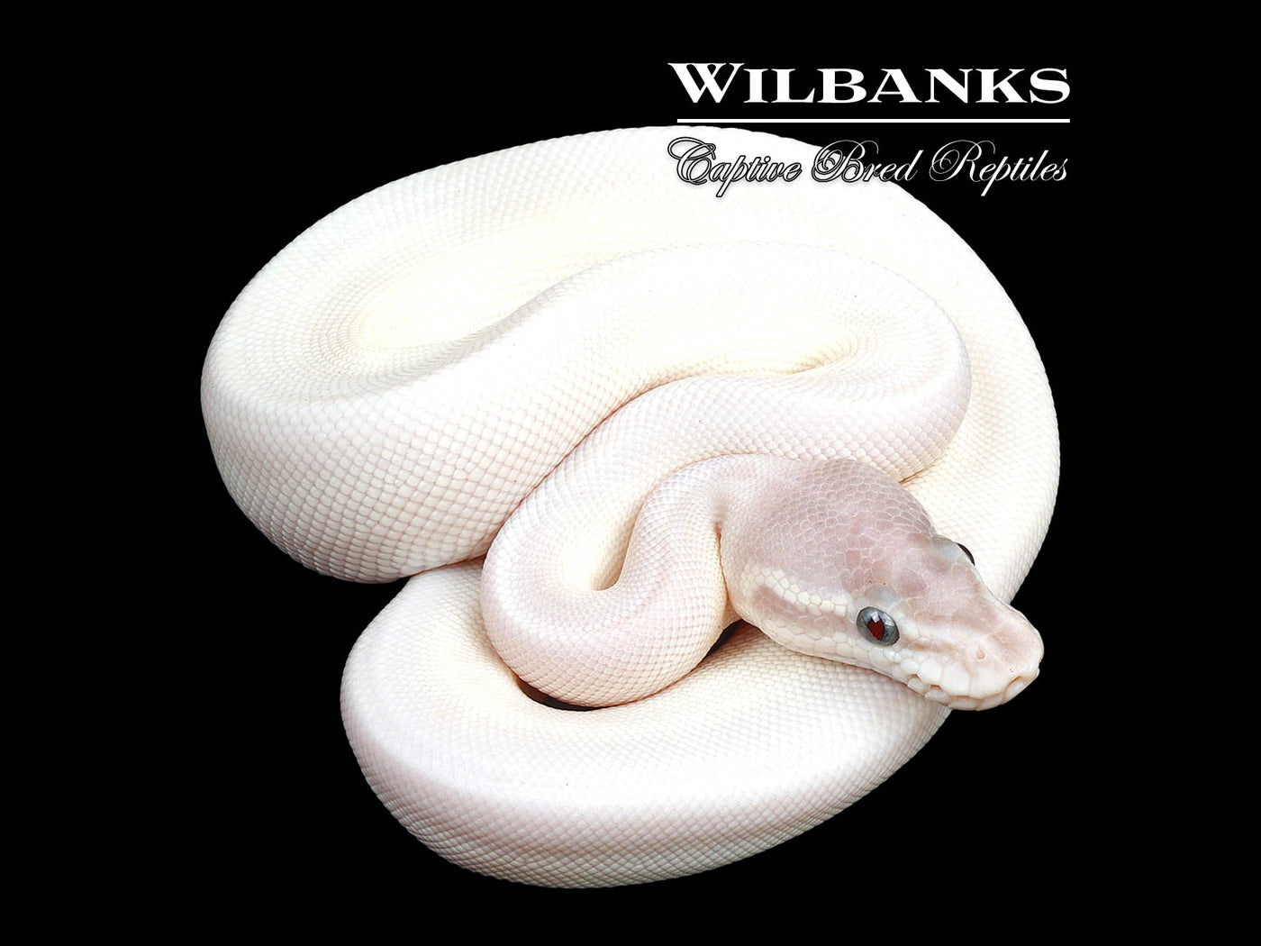 Blue Eyed Leucistic (Super Mojave) Ball Python ♂ '24