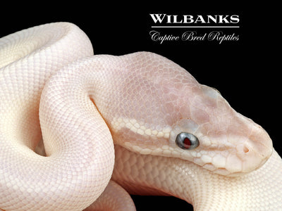 Blue Eyed Leucistic (Super Mojave) Ball Python ♂ '24