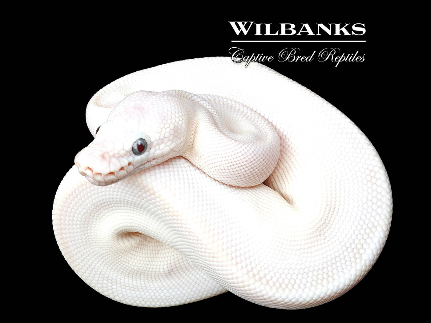 Blue Eyed Leucistic (Mojave Butter) Ball Python ♀ '24