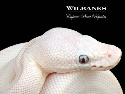 Blue Eyed Leucistic (Mojave Butter) Ball Python ♀ '24