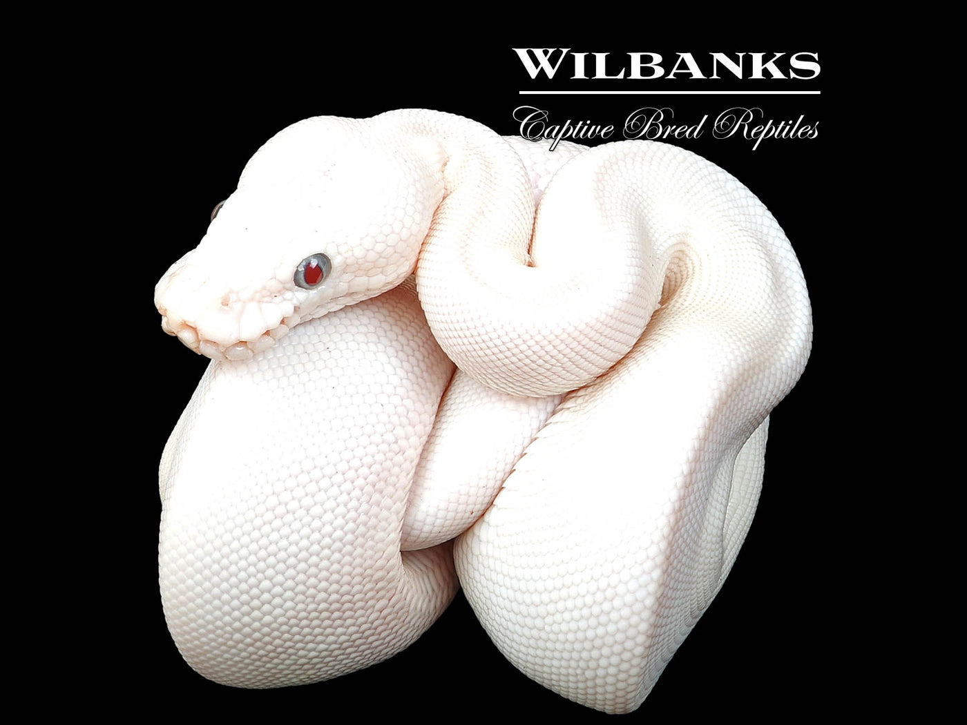 Blue Eyed Leucistic (Mojave Butter) Ball Python ♀ '24