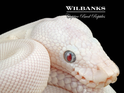 Blue Eyed Leucistic (Mojave Butter) Ball Python ♀ '24