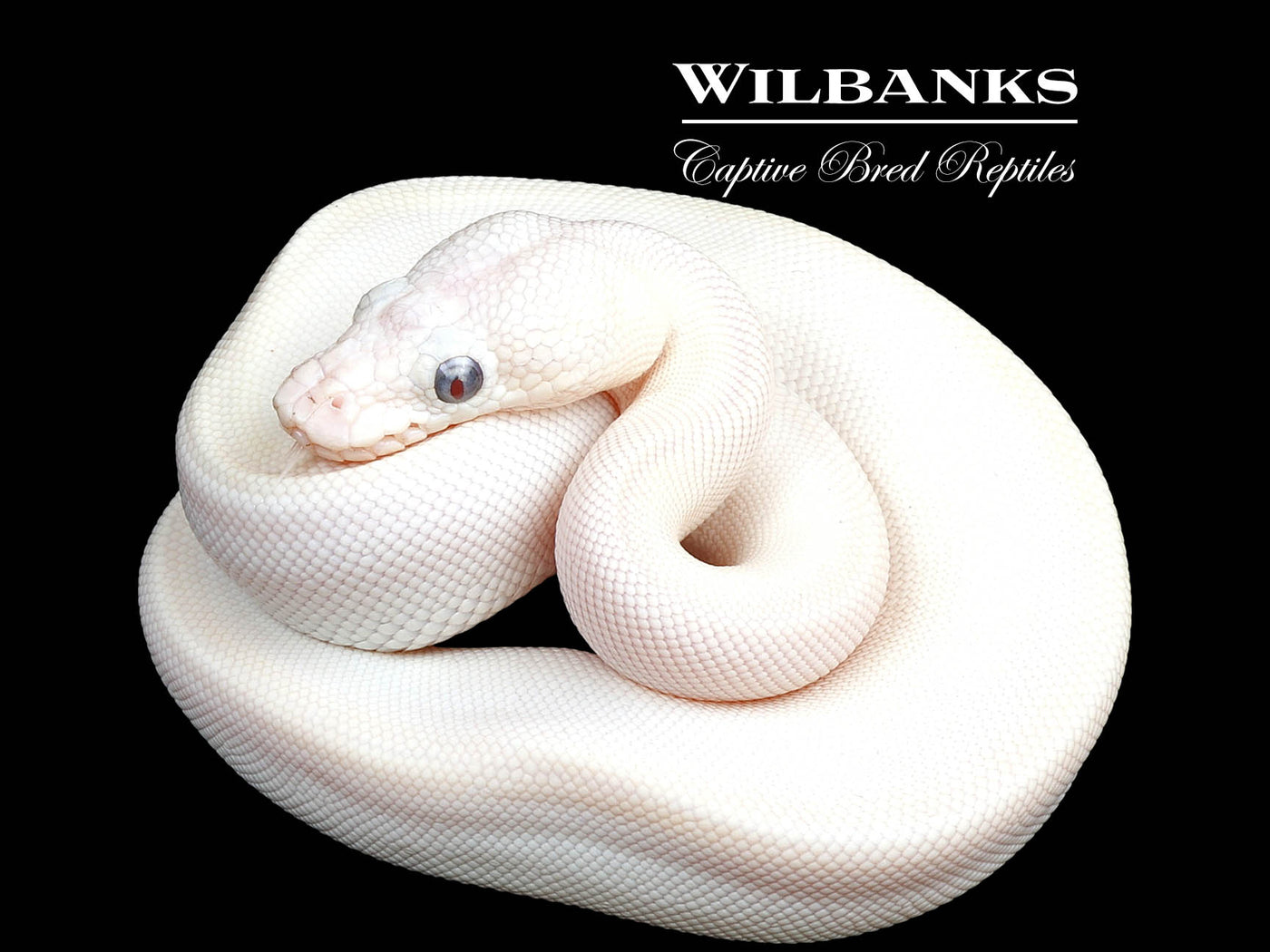 Blue Eyed Leucistic -Super Butter Ball Python ♀ '24