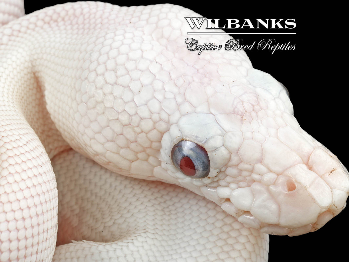 Blue Eyed Leucistic -Super Butter Ball Python ♀ '24