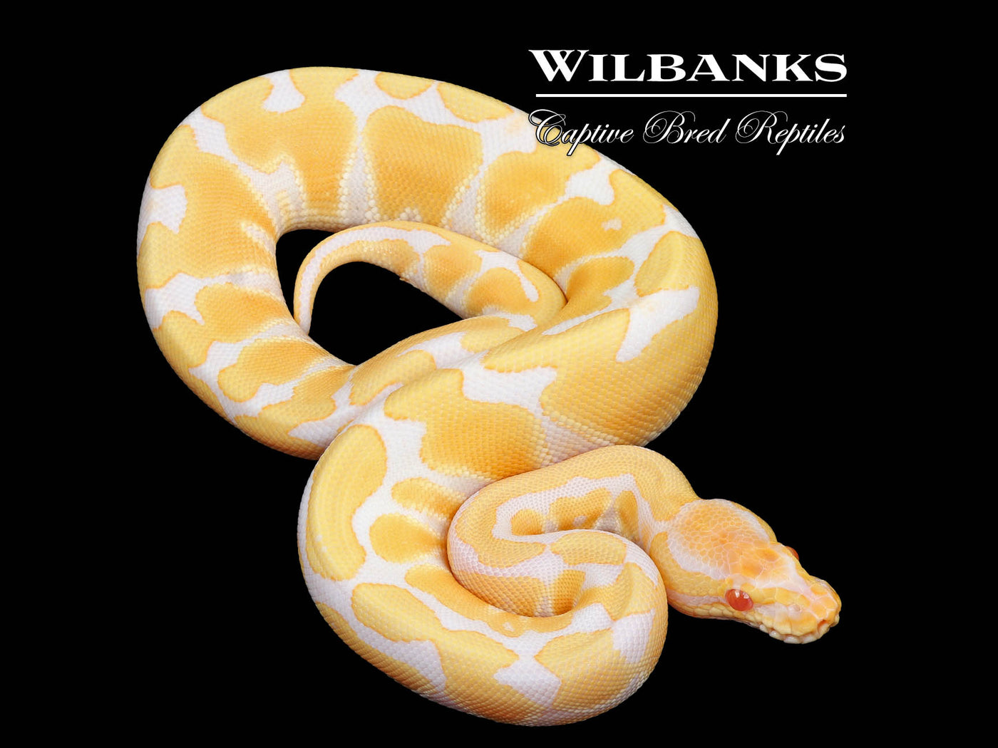 Albino Enchi 100% Het. Clown Ball Python ♀ '24