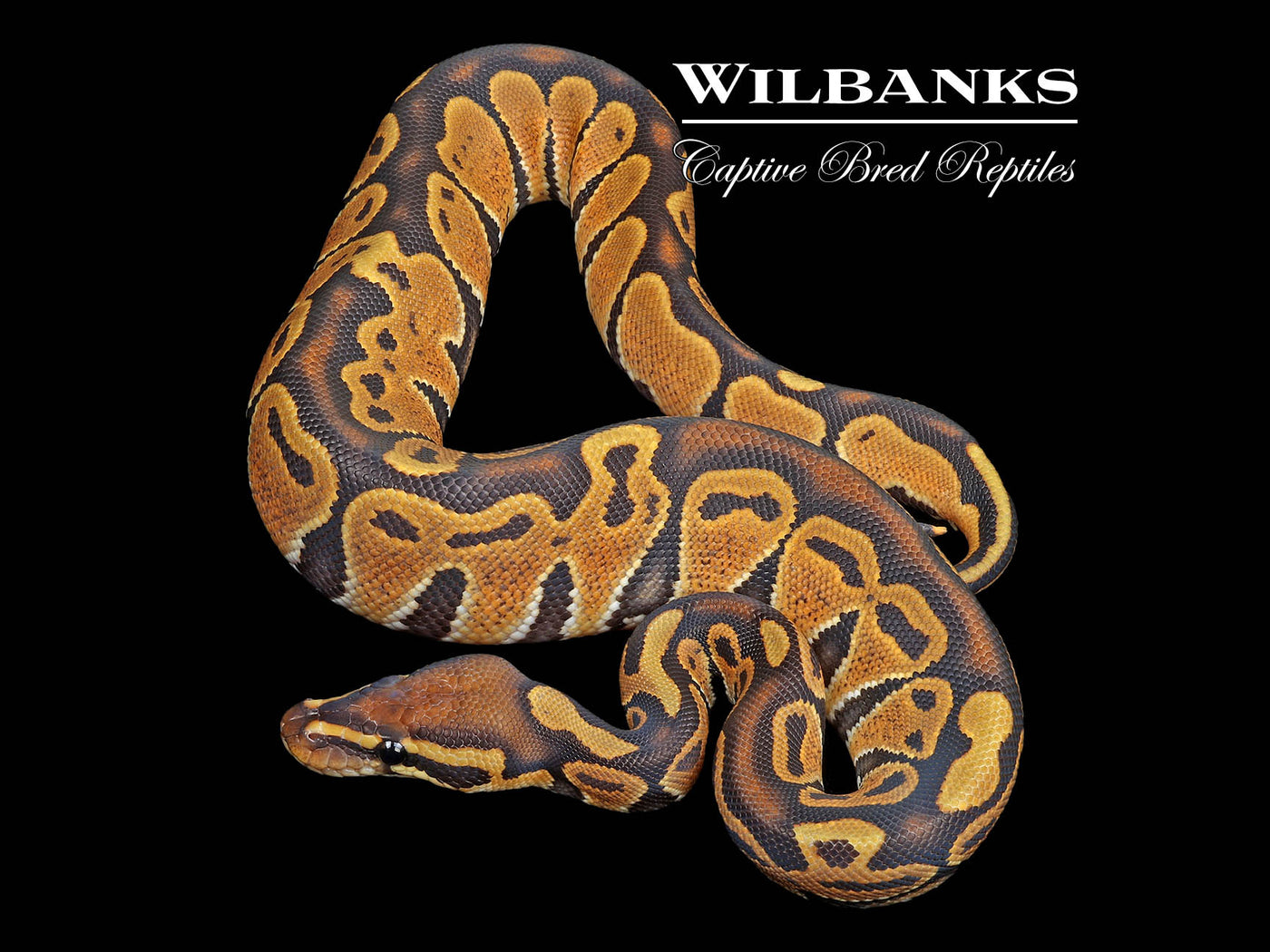 Orange Crush Ball Python ♂ '24