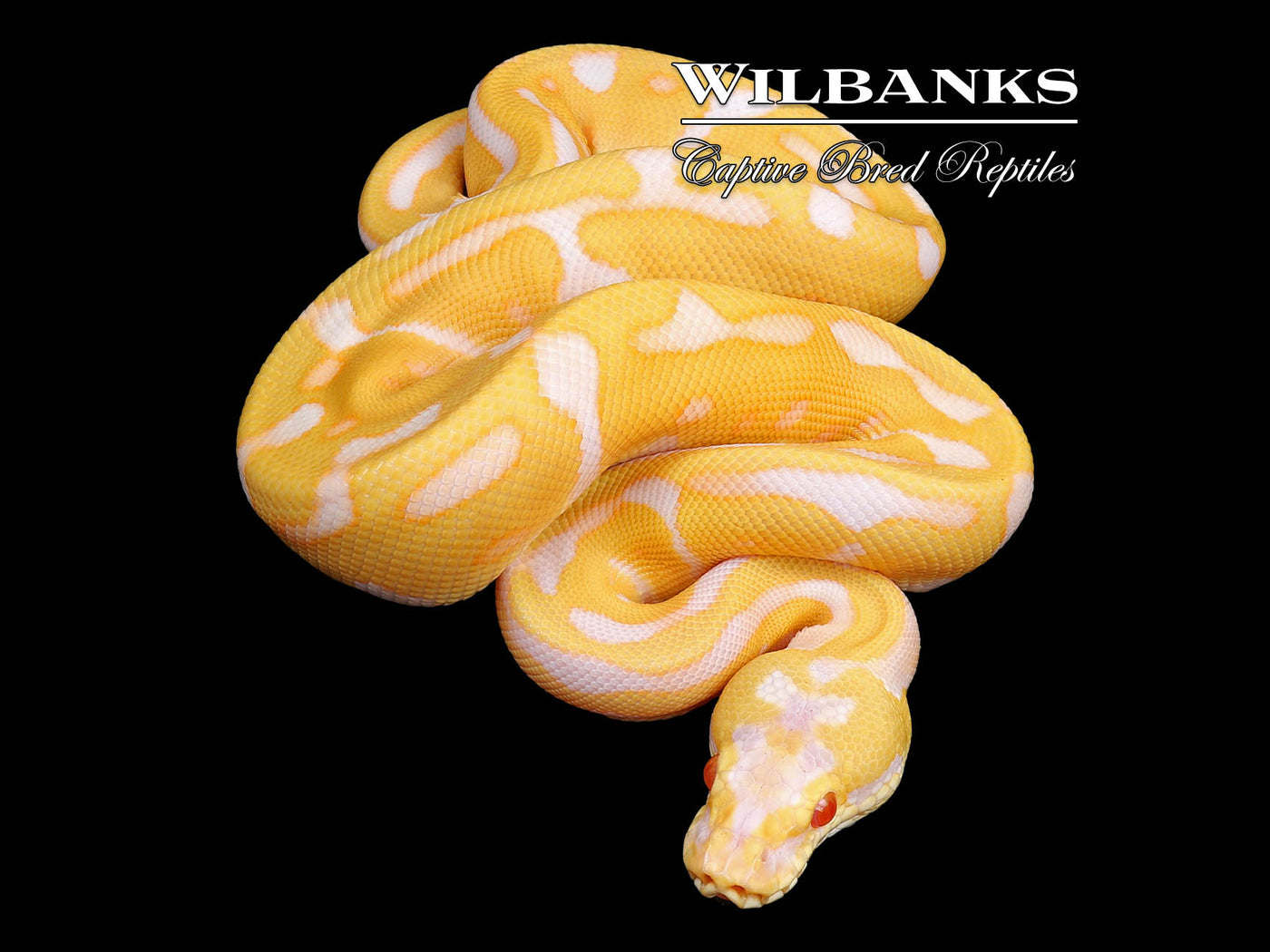 Albino Pastel Enchi Leopard Ball Python ♂ '24