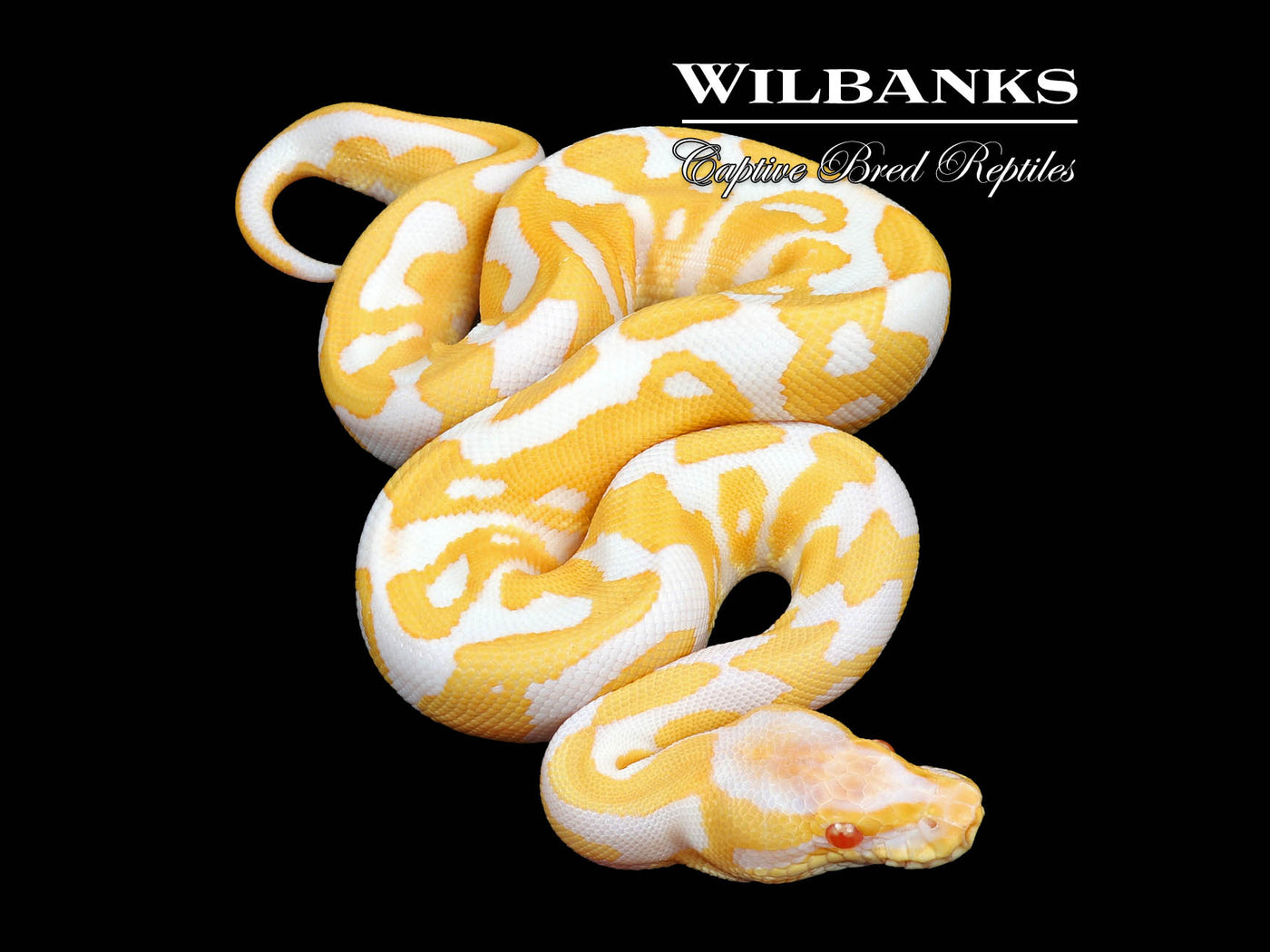 Albino Leopard Ball Python ♀ '24