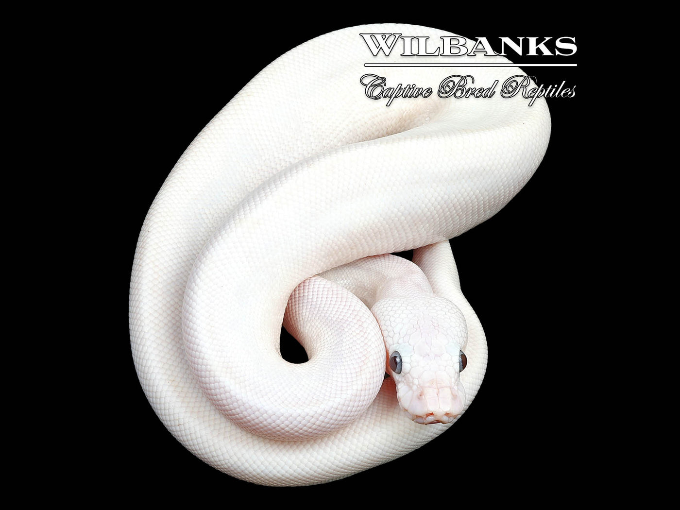 Blue Eyed Leucistic (Lucy) (Bamboo Butter) Ball Python ♀ '24