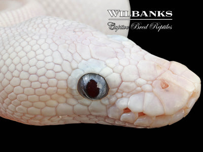 Blue Eyed Leucistic (Lucy) (Bamboo Butter) Ball Python ♀ '24