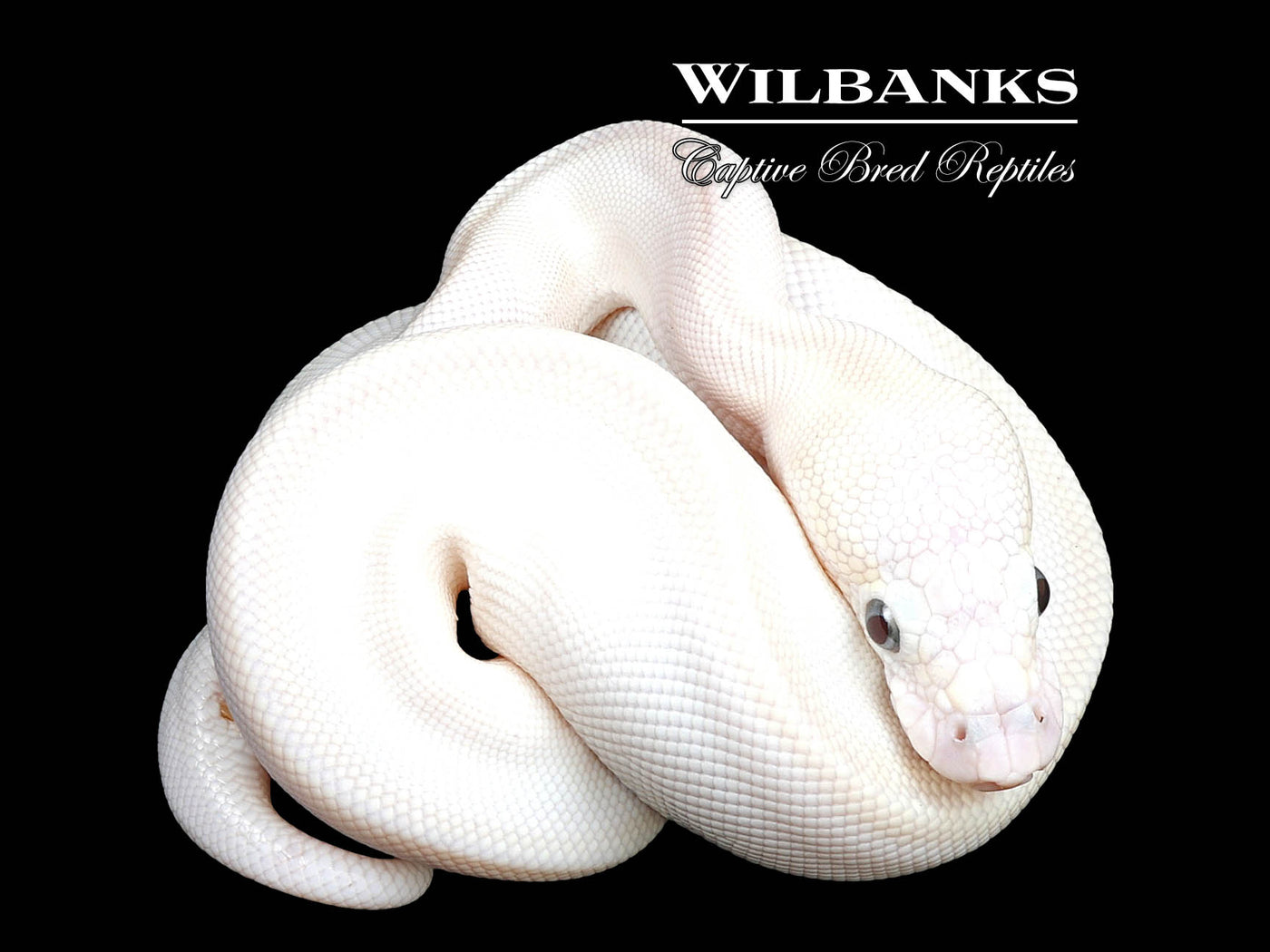 Blue Eyed Leucistic -Super Butter Ball Python ♀ '24