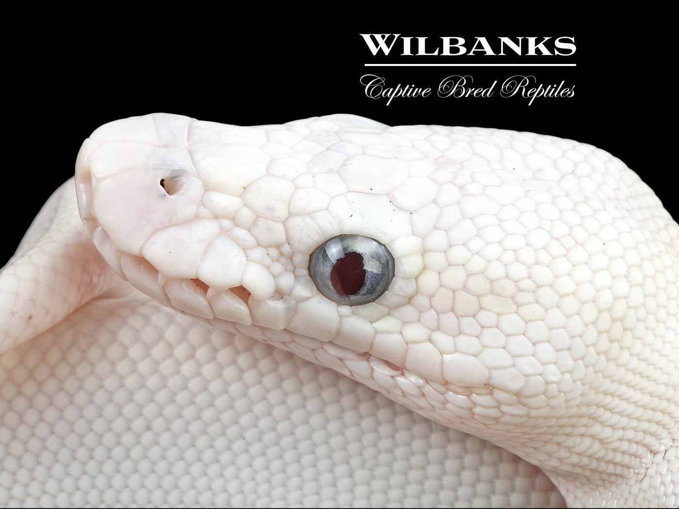 Blue Eyed Leucistic -Super Butter Ball Python ♀ '24