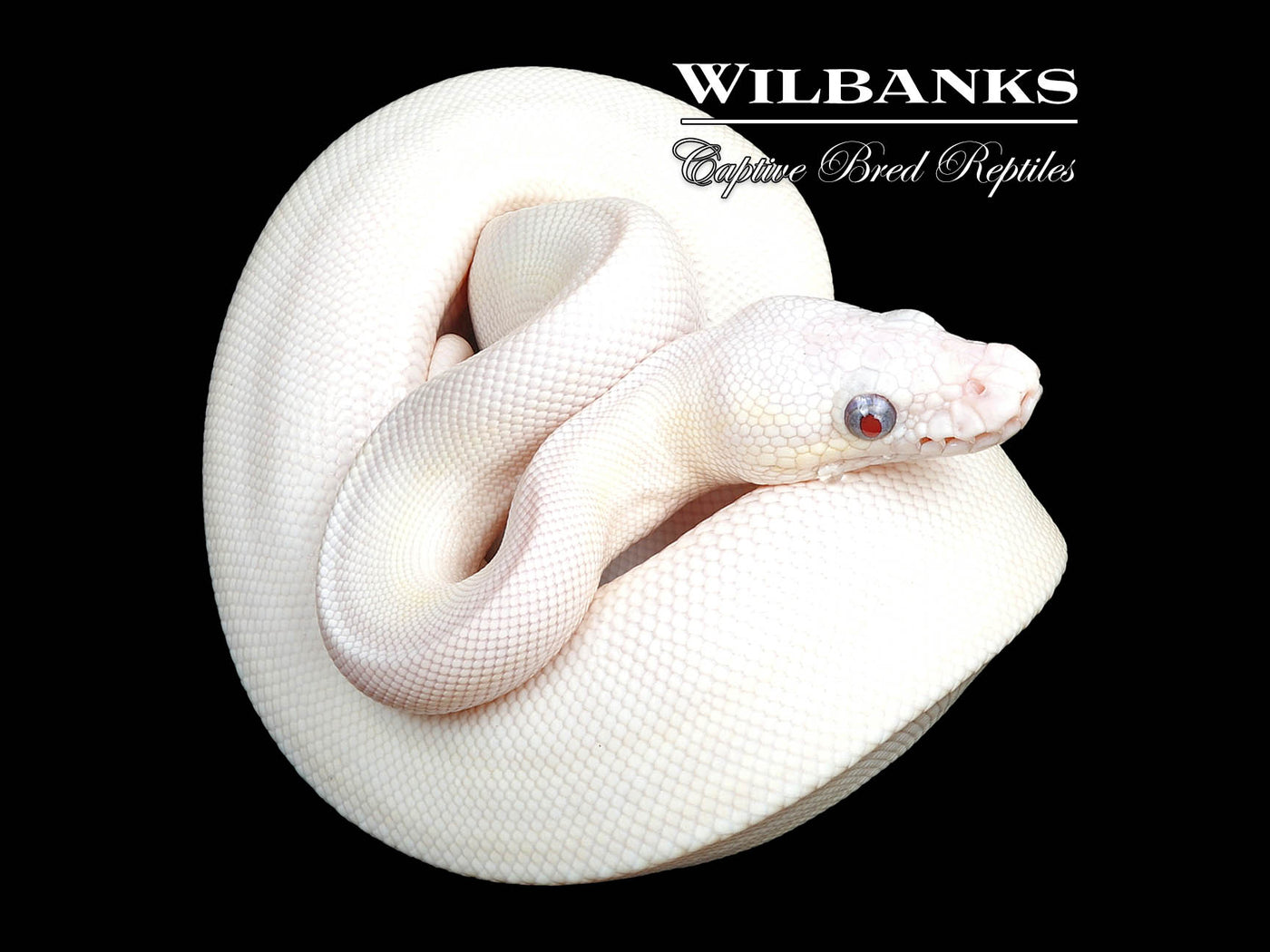 Blue Eyed Leucistic -Super Butter Ball Python ♂ '24