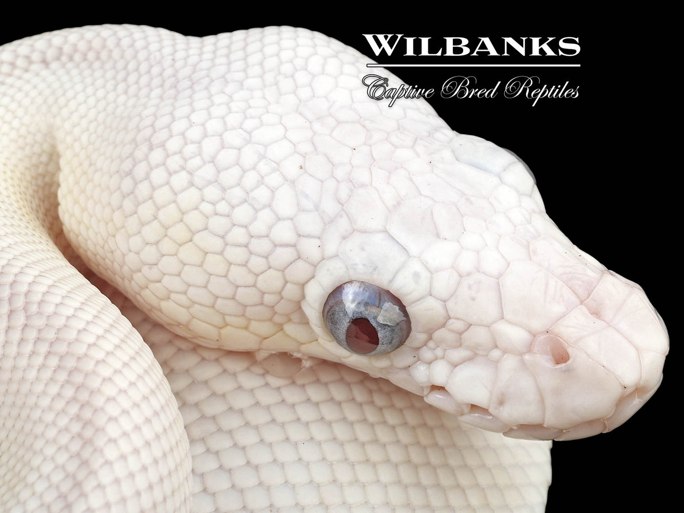 Blue Eyed Leucistic -Super Butter Ball Python ♂ '24