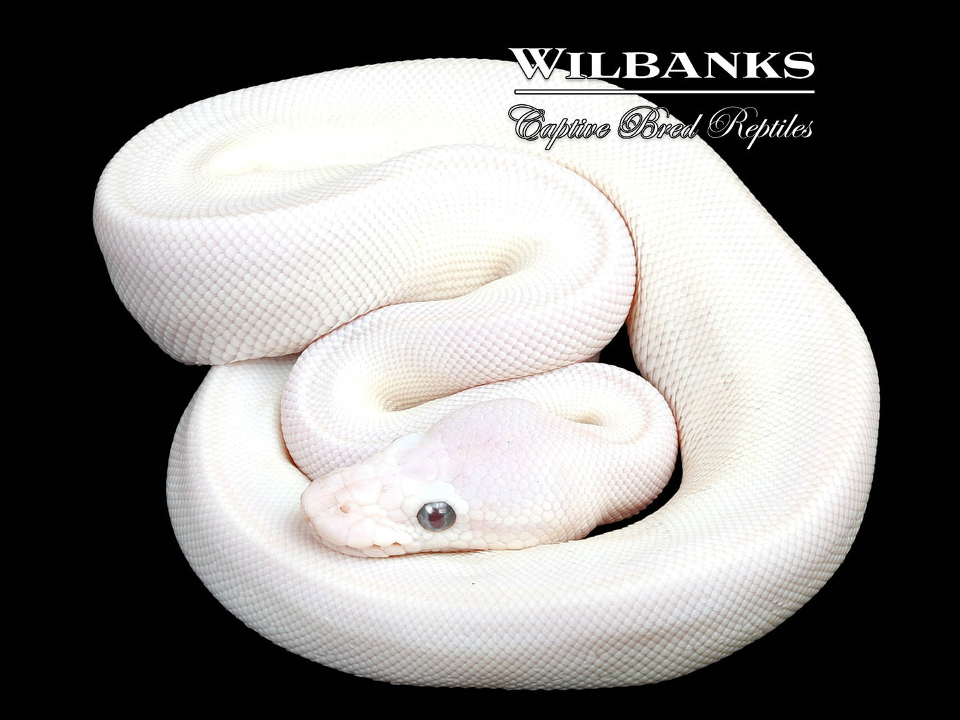 Blue Eyed Leucistic (Butter Mojave) Ball Python ♂ '24