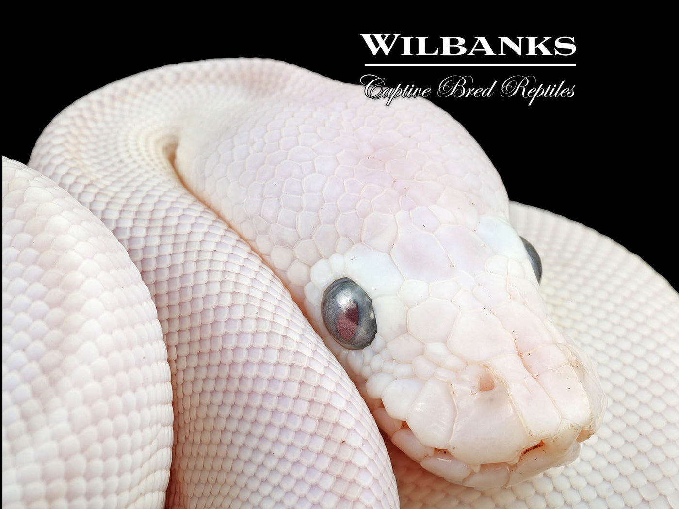 Blue Eyed Leucistic (Butter Mojave) Ball Python ♂ '24