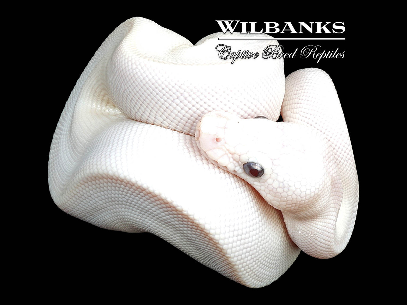 Banana Blue Eyed Leucistic (Butter Russo) Ball Python ♂ '24