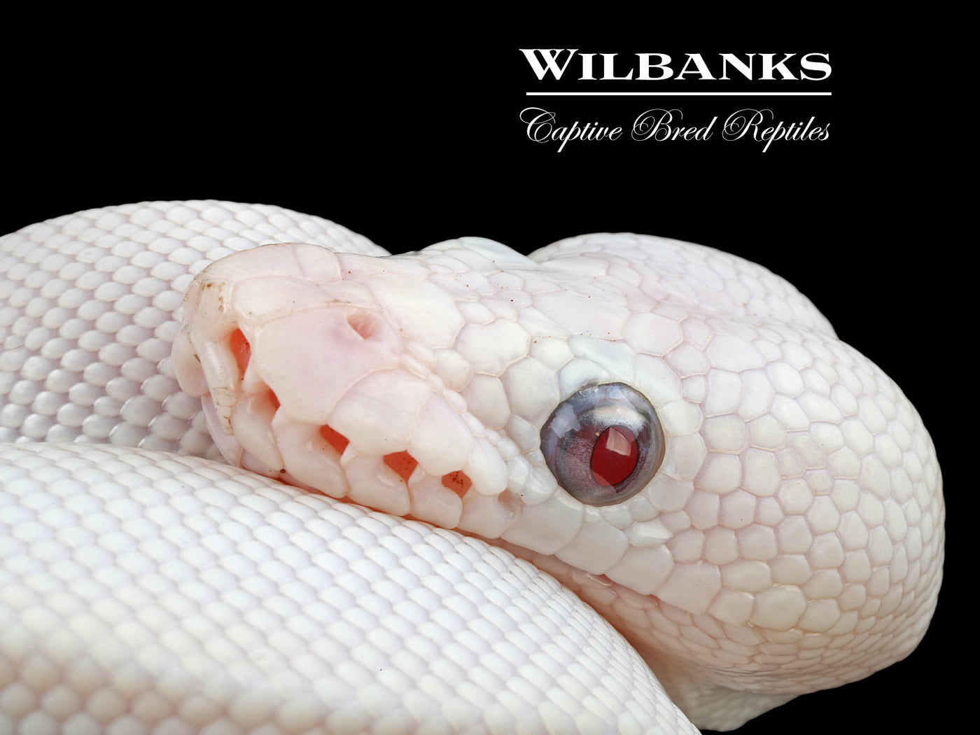 Banana Blue Eyed Leucistic (Butter Russo) Ball Python ♂ '24