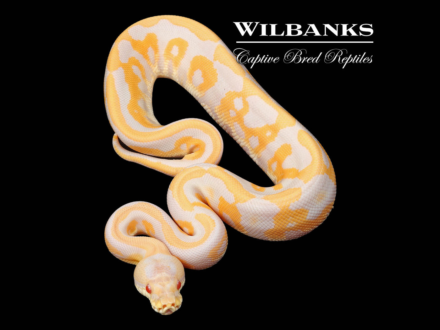 Albino Leopard Cinnamon Ball Python ♀ '24