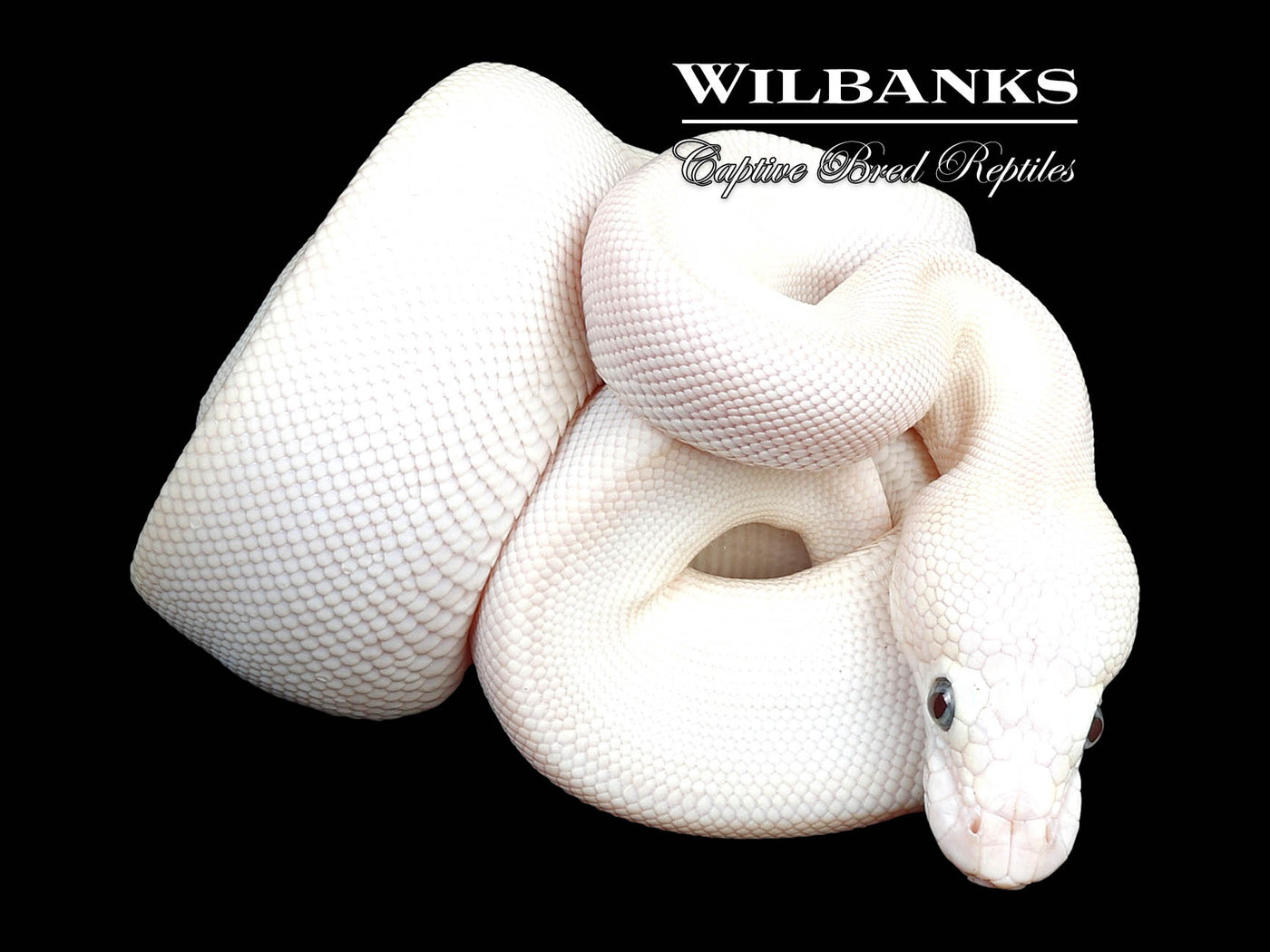 Blue Eyed Leucistic (Mocha Butter) Ball Python ♀ '24