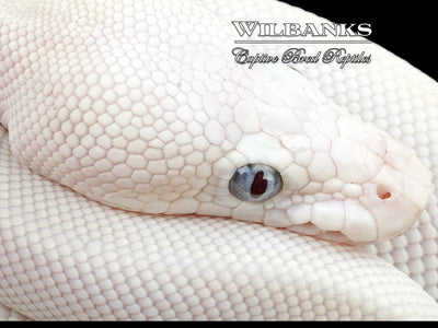 Blue Eyed Leucistic (Mocha Butter) Ball Python ♀ '24