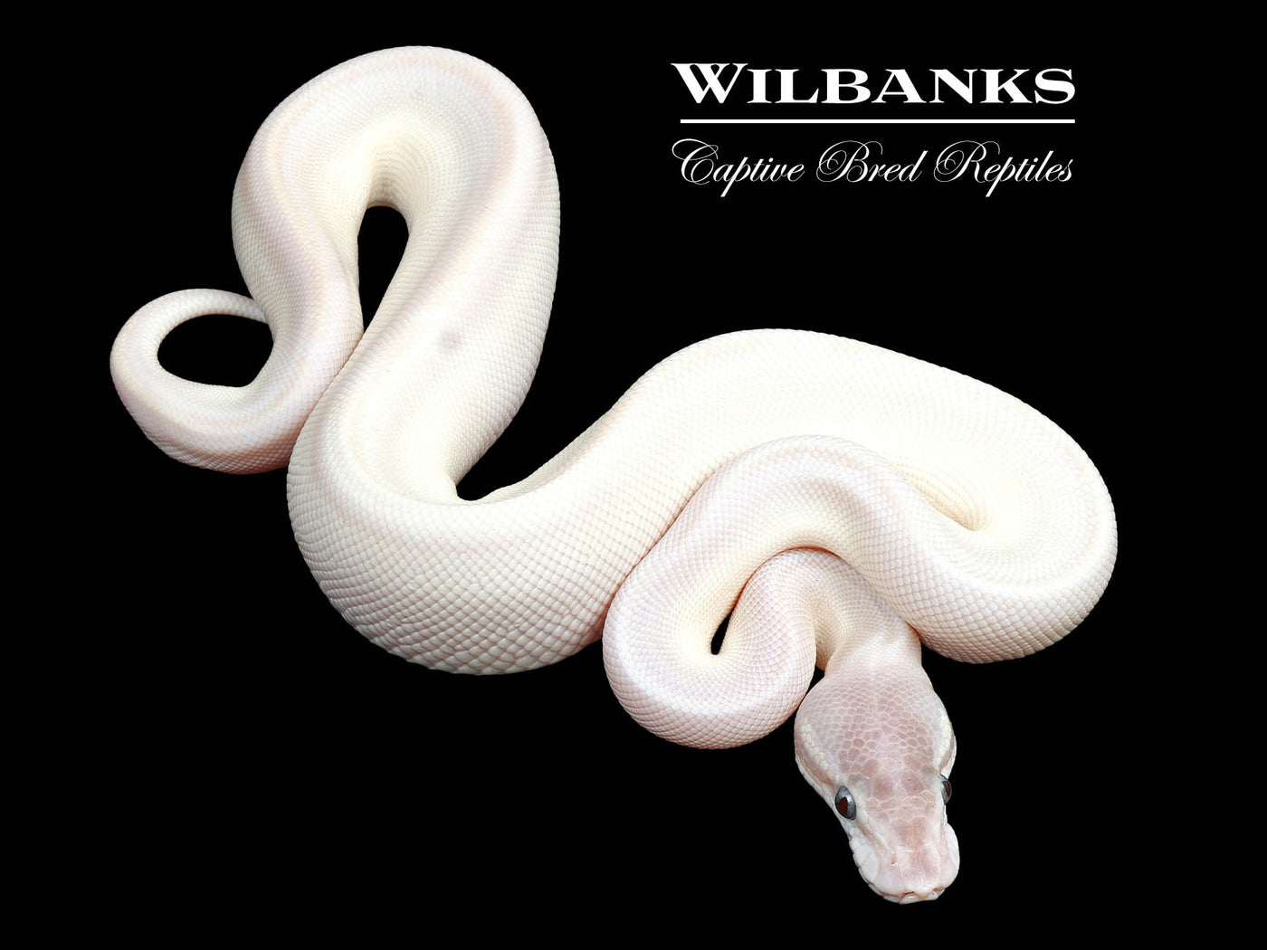 Blue Eyed Leucistic (Super Mojave) Ball Python ♀ '24