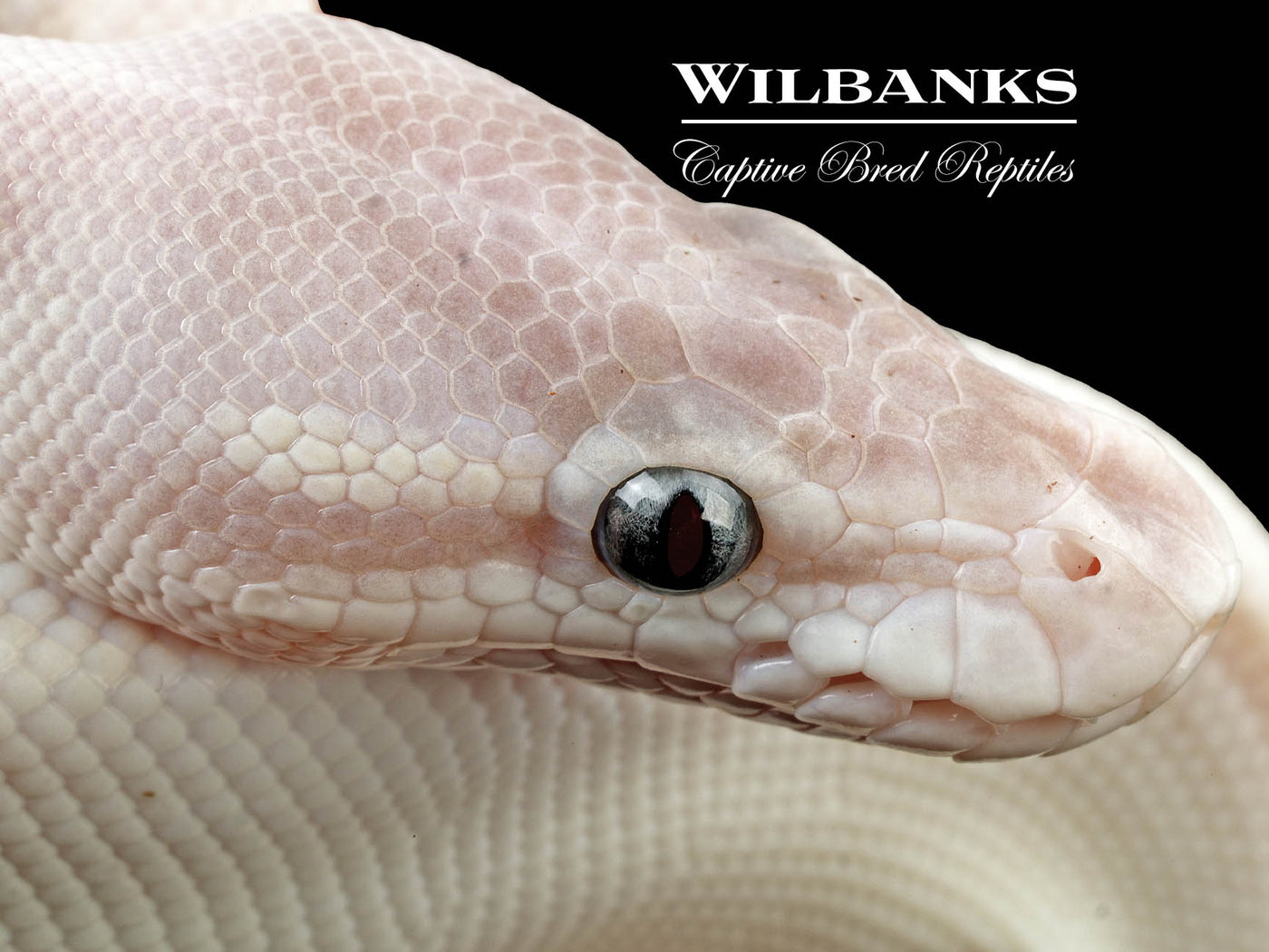 Blue Eyed Leucistic (Super Mojave) Ball Python ♀ '24