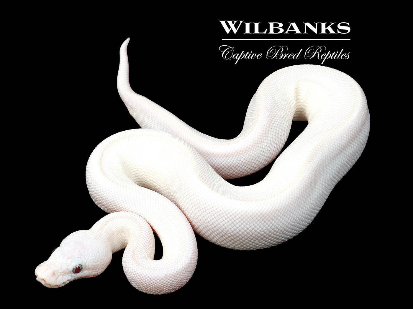 Banana Blue Eyed Leucistic (Butter Mojave) Ball Python ♂ '24