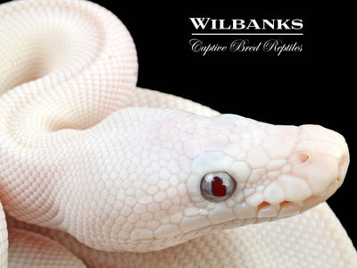 Banana Blue Eyed Leucistic (Butter Mojave) Ball Python ♂ '24