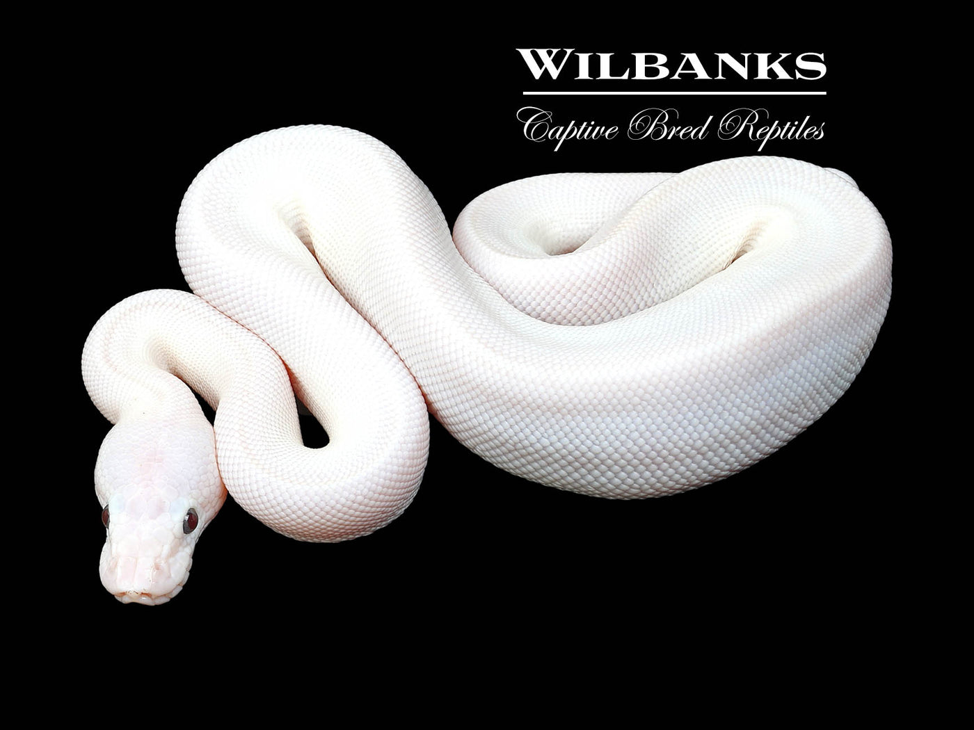 Banana Blue Eyed Leucistic (Lucy) (Mojave Butter) Ball Python ♂ '24