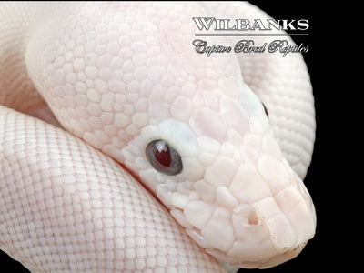 Banana Blue Eyed Leucistic (Lucy) (Mojave Butter) Ball Python ♂ '24