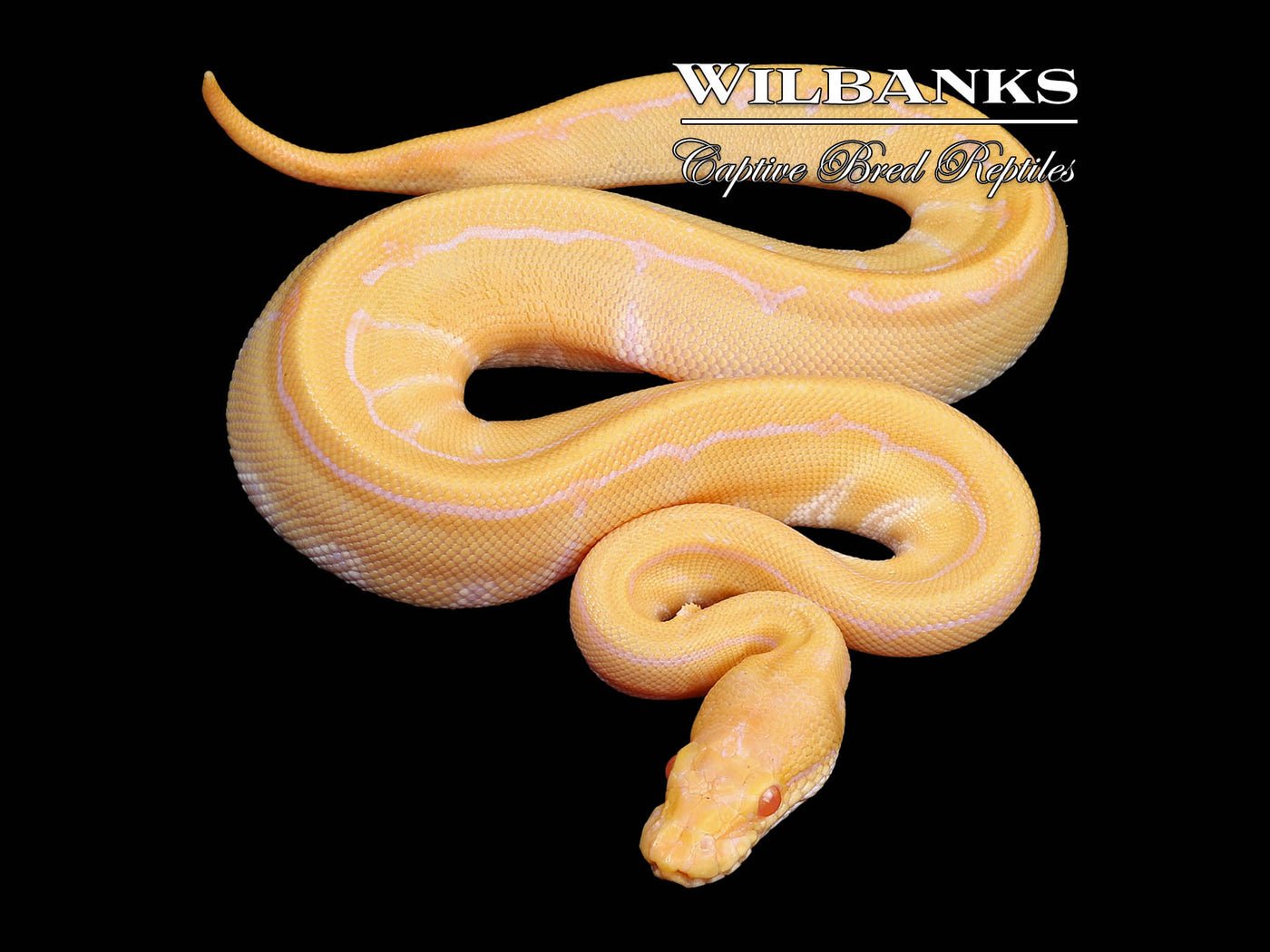 Albino Pinstripe Ball Python ♀ '24