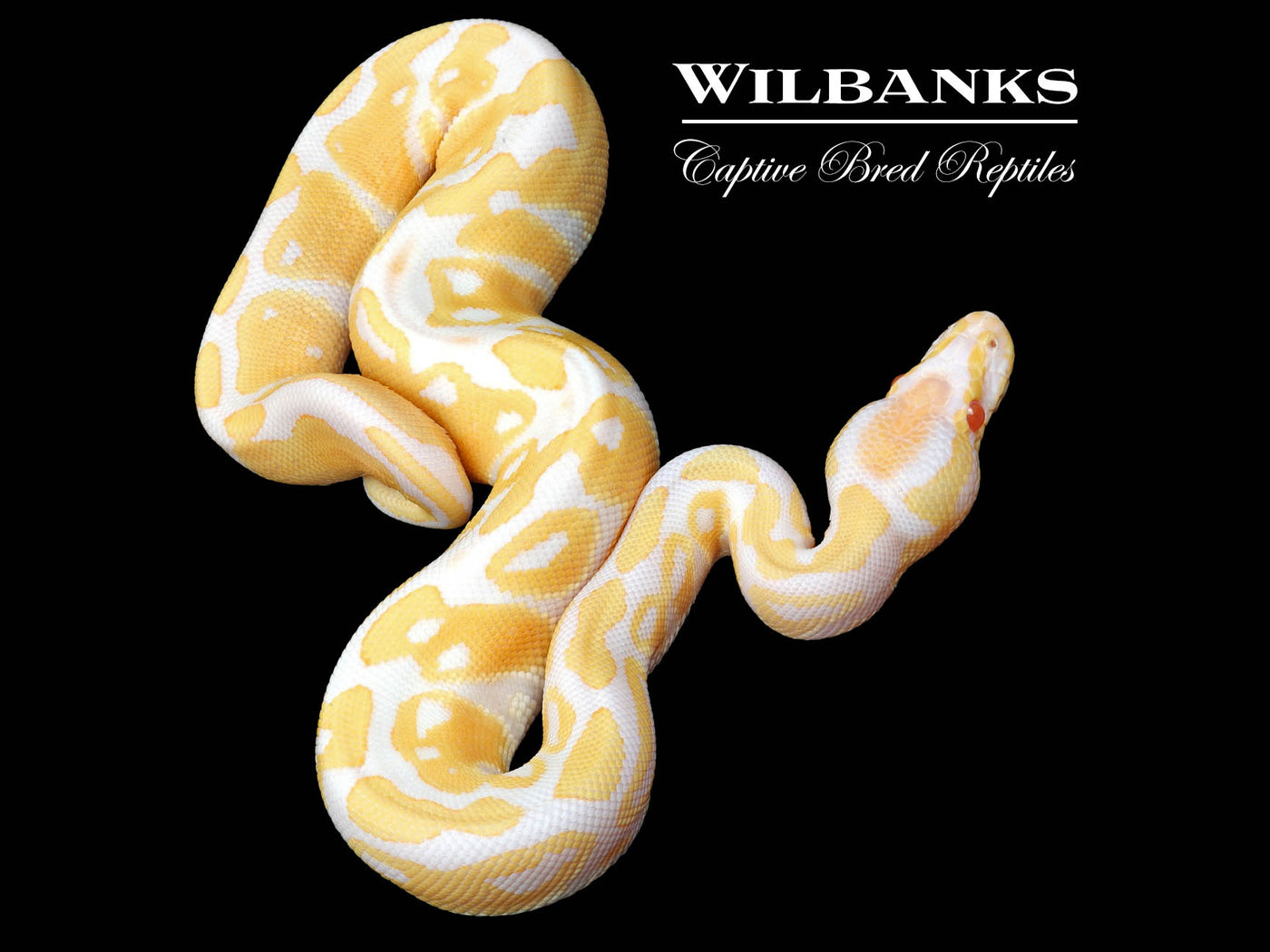 Albino Ball Python ♂ '24