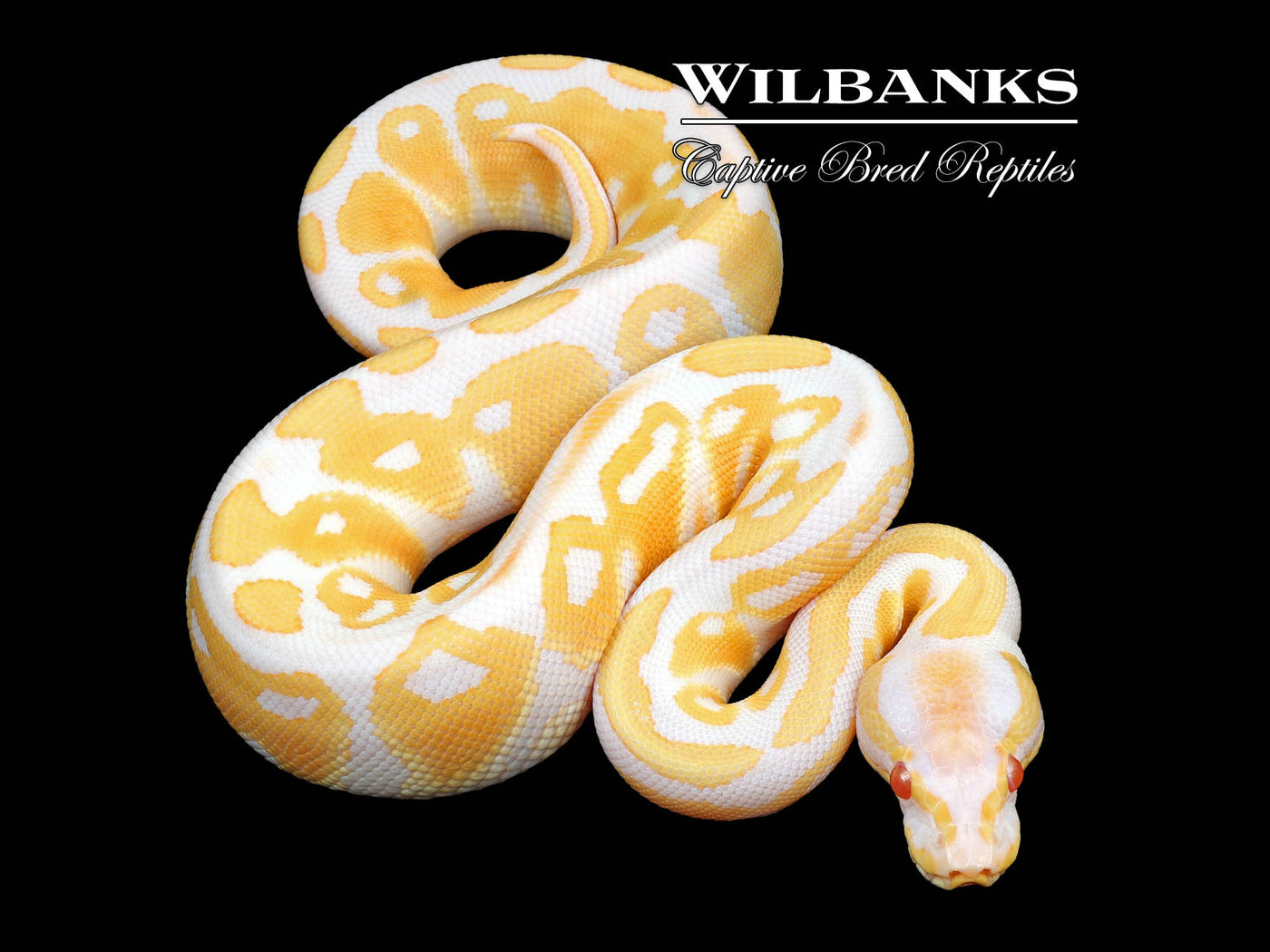 Albino Ball Python ♀ '24